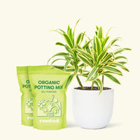 Medium Dracaena 'Song of India' (Dracaena reflexa) in a white rounded pot and two bags of soil.