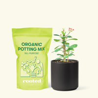 Small Crown of Thorns (Euphorbia milii) in a black cylinder pot and a bag of soil.