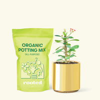 Small Crown of Thorns (Euphorbia milii) in a gold cylinder pot and a bag of soil.