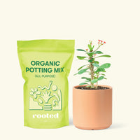 Small Crown of Thorns (Euphorbia milii) in a peach cylinder pot and a bag of soil.