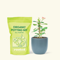 Small Crown of Thorns (Euphorbia milii) in a indigo rounded pot and a bag of soil.