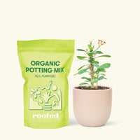 Small Crown of Thorns (Euphorbia milii) in a pink rounded pot and a bag of soil.