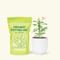 Small Crown of Thorns (Euphorbia milii) in a white rounded pot and a bag of soil.