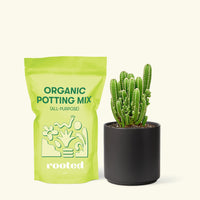 Small Fairy Castle Cactus (Acanthocereus tetragonus 'Fairy Castle') in a black cylinder pot and a bag of soil.