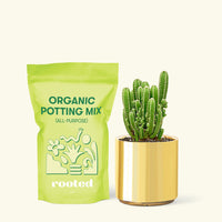 Small Fairy Castle Cactus (Acanthocereus tetragonus 'Fairy Castle') in a gold cylinder pot and a bag of soil.