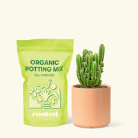 Small Fairy Castle Cactus (Acanthocereus tetragonus 'Fairy Castle') in a peach cylinder pot and a bag of soil.