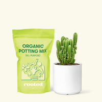 Small Fairy Castle Cactus (Acanthocereus tetragonus 'Fairy Castle') in a white cylinder pot and a bag of soil.