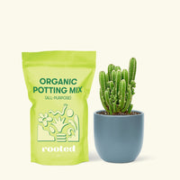 Small Fairy Castle Cactus (Acanthocereus tetragonus 'Fairy Castle') in a indigo rounded pot and a bag of soil.