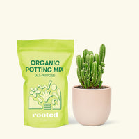 Small Fairy Castle Cactus (Acanthocereus tetragonus 'Fairy Castle') in a pink rounded pot and a bag of soil.