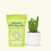 Small Fairy Castle Cactus (Acanthocereus tetragonus 'Fairy Castle') in a white rounded pot and a bag of soil.