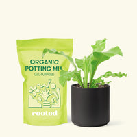 Small Bird's Nest Fern in a black cylinder pot and a bag of soil.