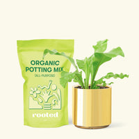 Small Bird's Nest Fern in a gold cylinder pot and a bag of soil.