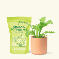 Small Bird's Nest Fern in a peach cylinder pot and a bag of soil.