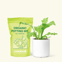 Bird's Nest Fern, Small