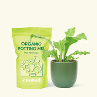 Small Bird's Nest Fern in a green rounded pot and a bag of soil.