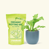Small Bird's Nest Fern in a indigo rounded pot and a bag of soil.