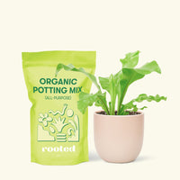 Small Bird's Nest Fern in a pink rounded pot and a bag of soil.