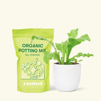 Small Bird's Nest Fern in a white rounded pot and a bag of soil.
