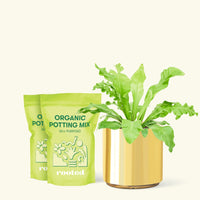 Medium Bird's Nest Fern (Asplenium nidus) in a gold cylinder pot and two bags of soil.
