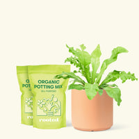 Medium Bird's Nest Fern (Asplenium nidus) in a peach cylinder pot and two bags of soil.