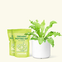 Medium Bird's Nest Fern (Asplenium nidus) in a white cylinder pot and two bags of soil.