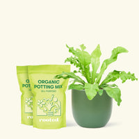 Medium Bird's Nest Fern (Asplenium nidus) in a green rounded pot and two bags of soil.
