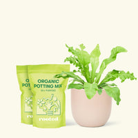 Medium Bird's Nest Fern (Asplenium nidus) in a pink rounded pot and two bags of soil.