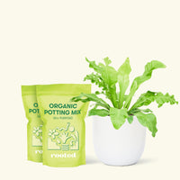 Medium Bird's Nest Fern (Asplenium nidus) in a white rounded pot and two bags of soil.