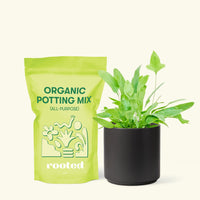 Small Blue Star Fern (Phlebodium aureum) in a black cylinder pot and a bag of soil.
