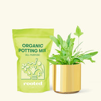 Small Blue Star Fern (Phlebodium aureum) in a gold cylinder pot and a bag of soil.