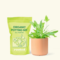 Small Blue Star Fern (Phlebodium aureum) in a peach cylinder pot and a bag of soil.