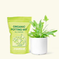 Small Blue Star Fern (Phlebodium aureum) in a white cylinder pot and a bag of soil.
