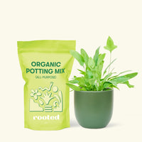 Small Blue Star Fern (Phlebodium aureum) in a green rounded pot and a bag of soil.
