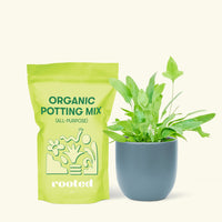 Small Blue Star Fern (Phlebodium aureum) in a indigo rounded pot and a bag of soil.