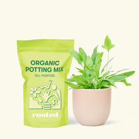 Small Blue Star Fern (Phlebodium aureum) in a pink rounded pot and a bag of soil.