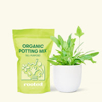 Small Blue Star Fern (Phlebodium aureum) in a white rounded pot and a bag of soil.