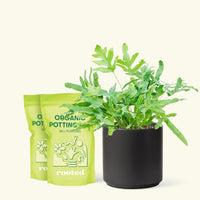 Medium blue Star Fern (Phlebodium aureum) in a black cylinder pot and two bags of soil.