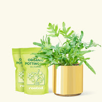Medium blue Star Fern (Phlebodium aureum) in a gold cylinder pot and two bags of soil.