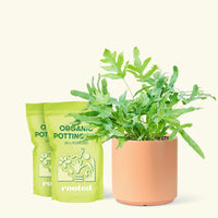 Medium blue Star Fern (Phlebodium aureum) in a peach cylinder pot and two bags of soil.