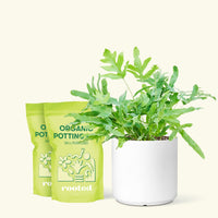Medium blue Star Fern (Phlebodium aureum) in a white cylinder pot and two bags of soil.
