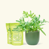 Medium blue Star Fern (Phlebodium aureum) in a green rounded pot and two bags of soil.