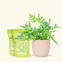 Medium blue Star Fern (Phlebodium aureum) in a pink rounded pot and two bags of soil.