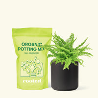 Small Boston Fern in a black cylinder pot and a bag of soil.