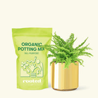 Small Boston Fern in a gold cylinder pot and a bag of soil.