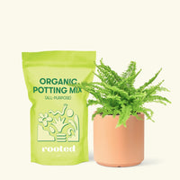 Small Boston Fern in a peach cylinder pot and a bag of soil.