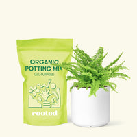 Small Boston Fern in a white cylinder pot and a bag of soil.