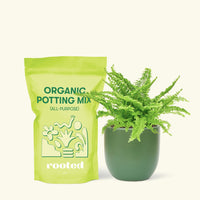 Small Boston Fern in a green rounded pot and a bag of soil.