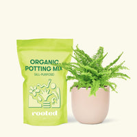 Small Boston Fern in a pink rounded pot and a bag of soil.