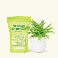 Small Boston Fern in a white rounded pot and a bag of soil.