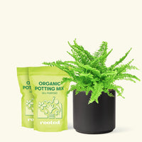Medium Boston Fern (Nephrolepis exaltata bostoniensis) in a black cylinder pot and two bag of soil.